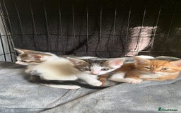 Domestic Shorthair cats for sale: 3 kittens (2 male 1 female ) - Image 2