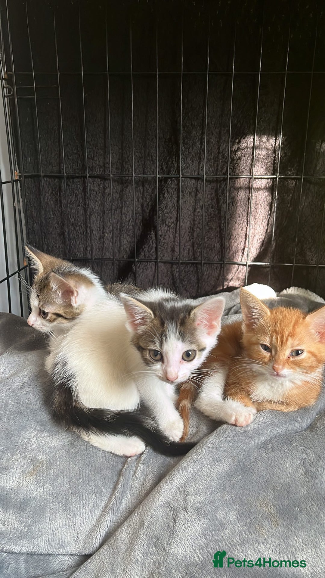 Domestic Shorthair cats for sale: 3 kittens (2 male 1 female ) - Image 2