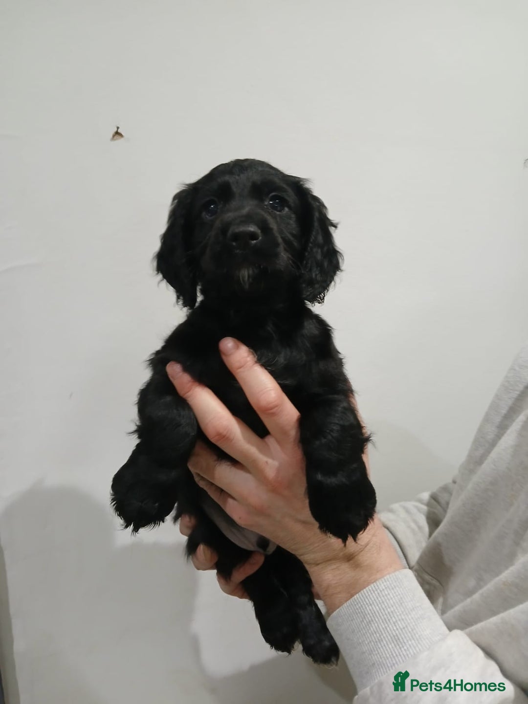 Cocker Spaniel dogs for sale: Working cocker spaniels - Advert 12