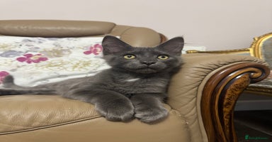 Maine Coon cats - Advert 15