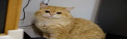 British Shorthair cats for sale: BSH Golden boys TICA Reg  - Advert 19