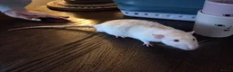 Rat rodents for sale: 4x male rats 6 months old for rehoming - Advert 5