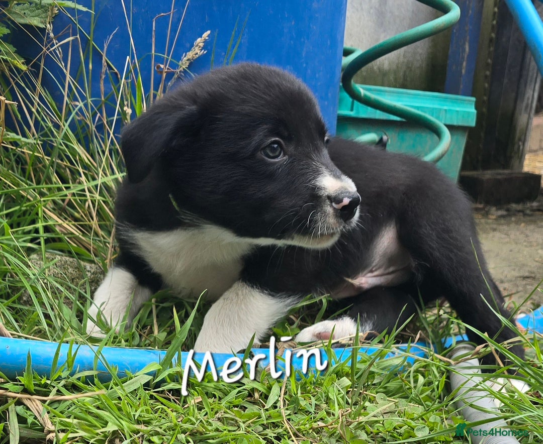 Border Collie dogs for sale:  Any farmers looking for working dogs? - Image 23
