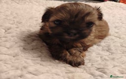 Shih Tzu dogs for sale: Shih tzu  - Image 10