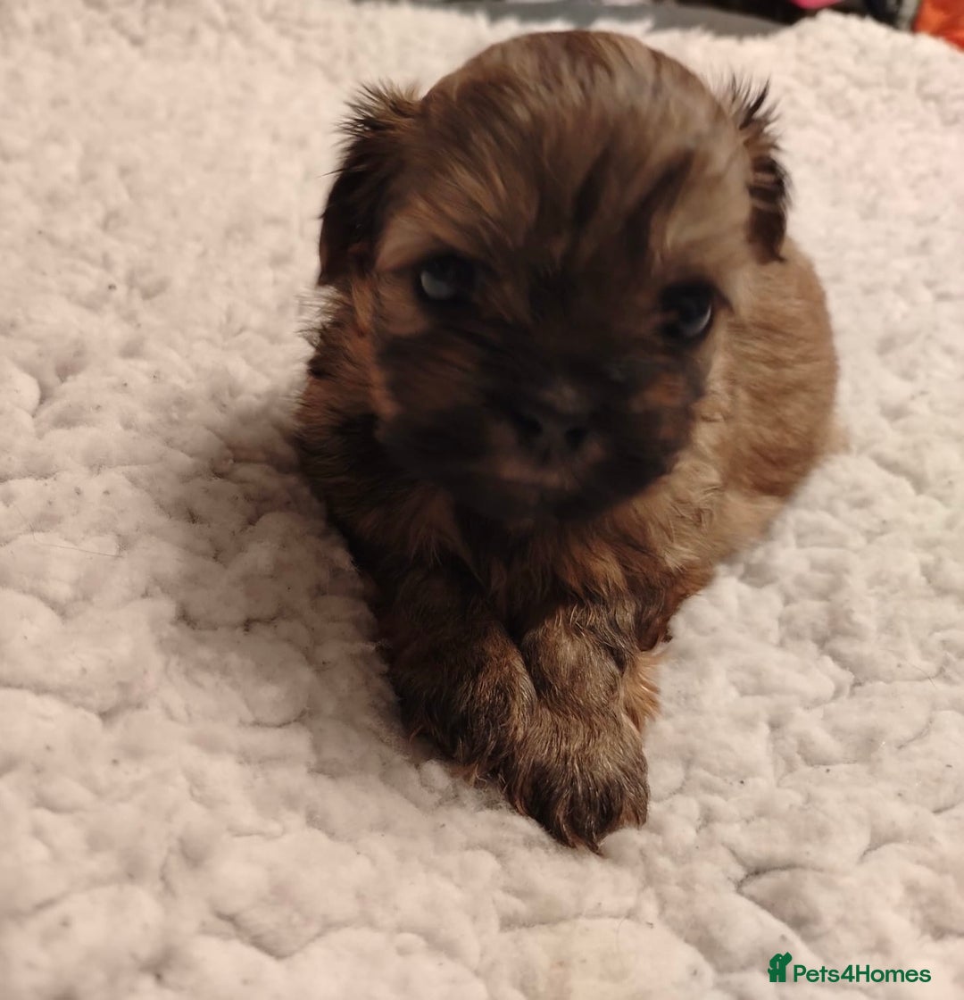 Shih Tzu dogs for sale: Shih tzu  - Image 10
