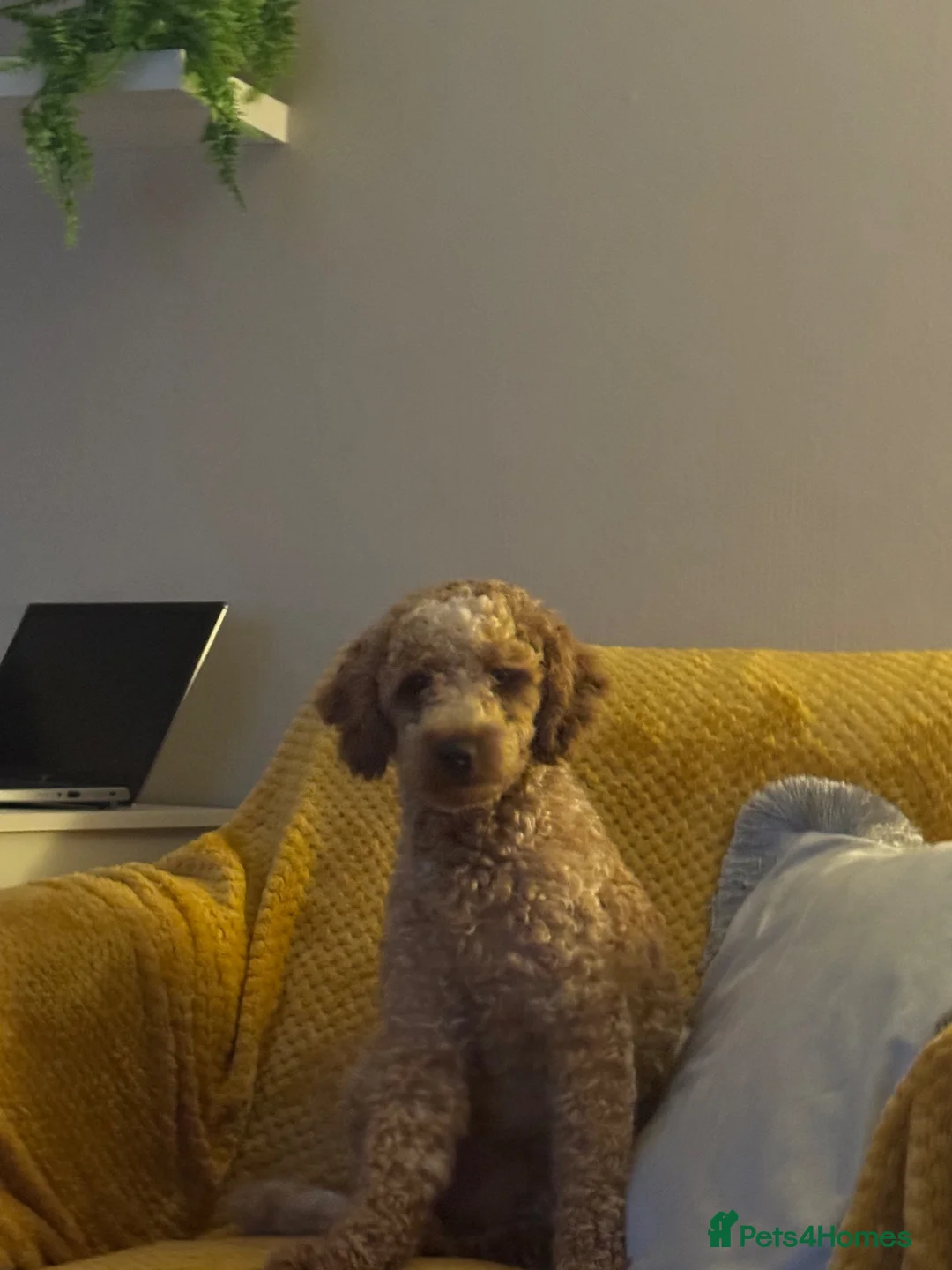 Cockapoo dogs for sale: Cockapoo  - Advert 2