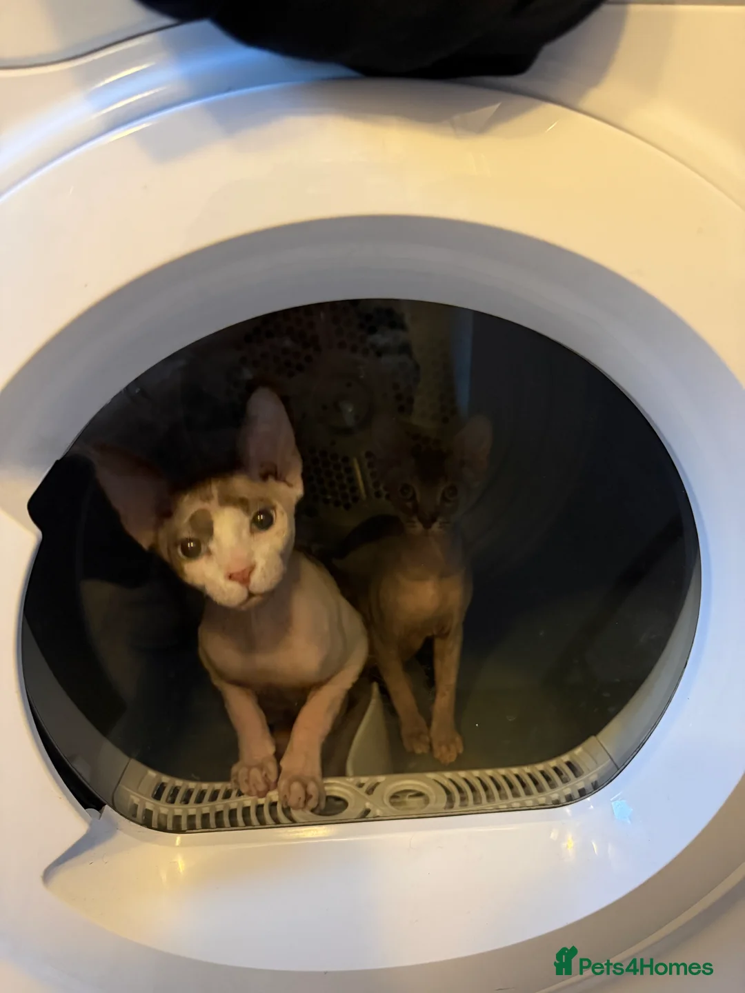 Sphynx cats for sale: Sphynx adorable couple  - Advert 2