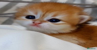 British Longhair cats ✨Golden British Longhair - Exclusive Kittens✨*🧿 - Advert 16