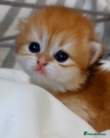 British Longhair cats ✨Golden British Longhair - Exclusive Kittens✨*🧿 - Advert 8