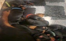 Rottweiler dogs for sale: KC Registered Rottweiler Puppies excellent lineage - Image 6