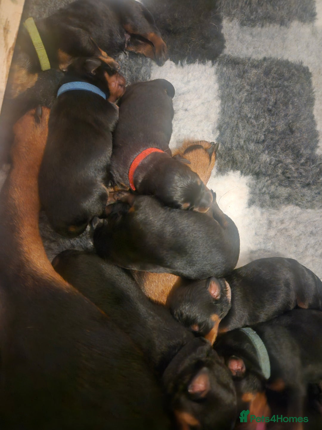 Rottweiler dogs for sale: KC Registered Rottweiler Puppies excellent lineage - Image 6