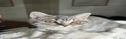 British Shorthair cats for sale: 🏆CHAMPION BLOODLINE 🏆 British shorthair  - Advert 17