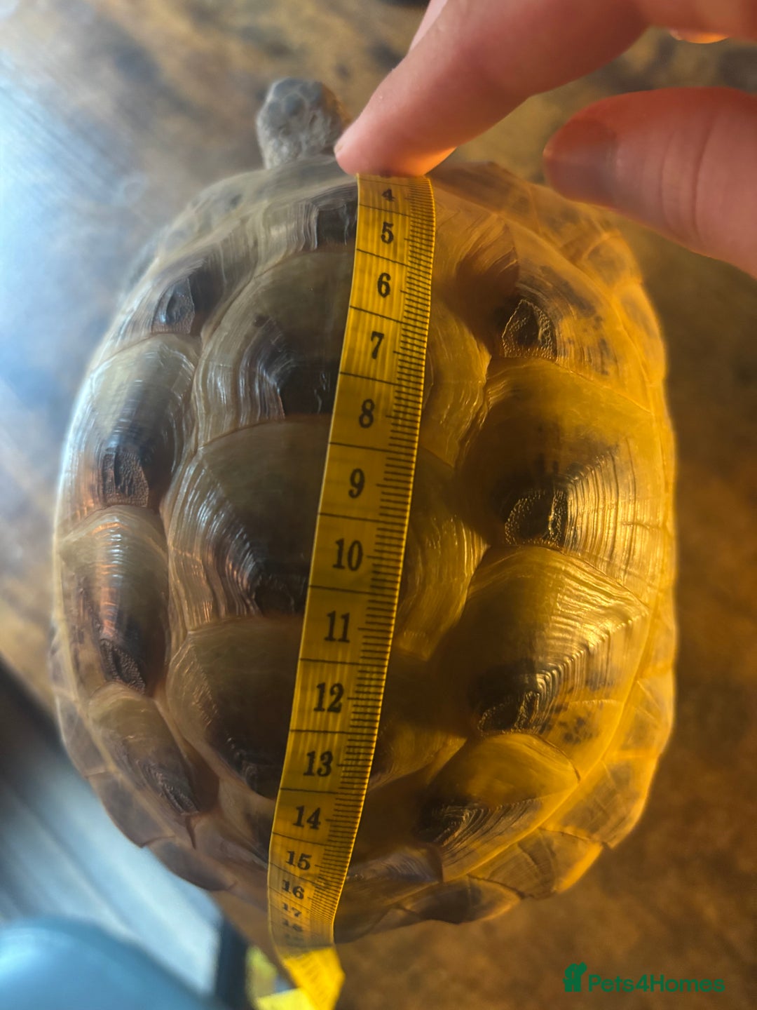 Tortoise reptiles for sale: Russian/Horsefeild Tortoise - Advert 7