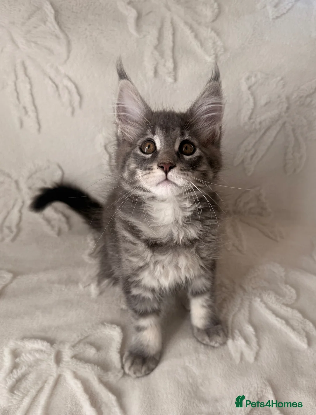 Maine Coon cats for sale: Maine coon kitten Juliet “juju” - Advert 1