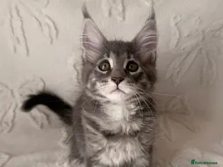 Maine Coon cats Maine coon kitten Juliet “juju” - Advert 2