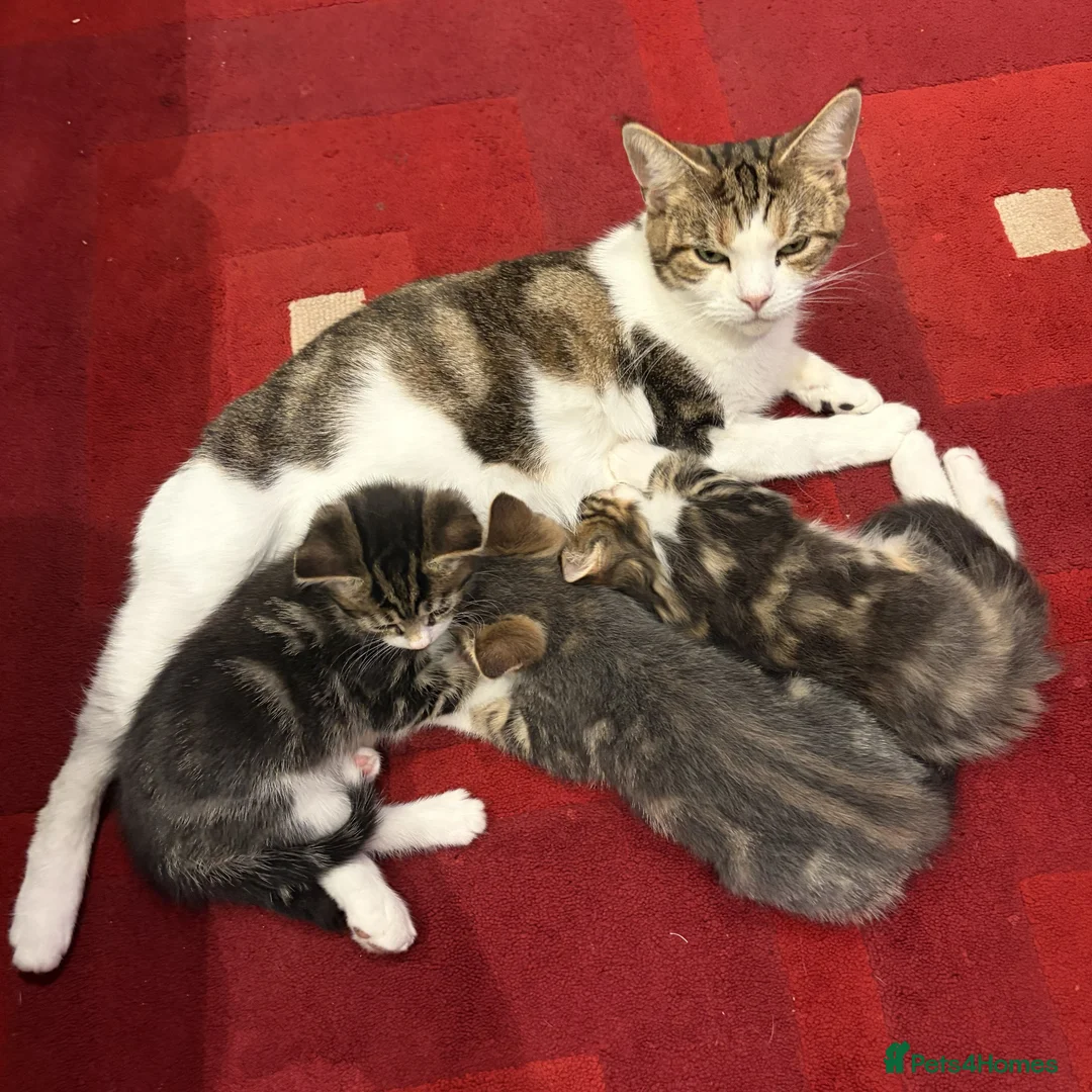 Mixed Breed cats for sale: Adorable Kittens Looking for Their Forever Home - Advert 37