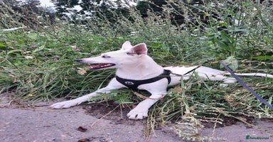 Mixed Breed dogs - Advert 4