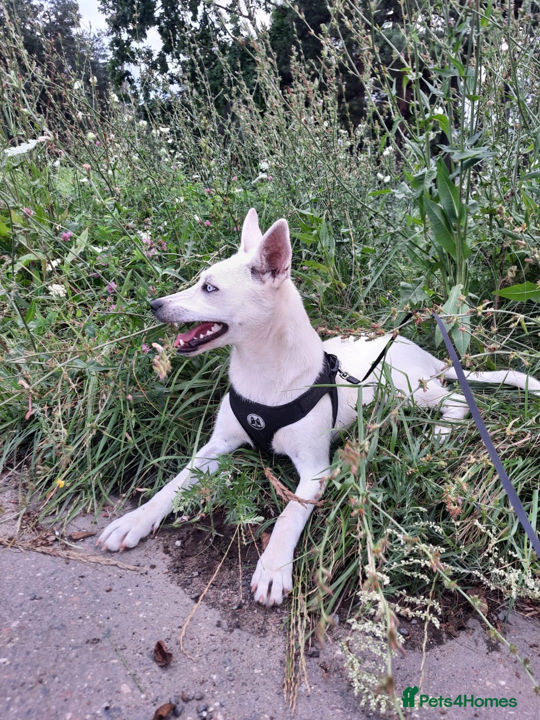 Mixed Breed dogs for adoption: 💖🐶 LUNA 🐶💖 - Image 2