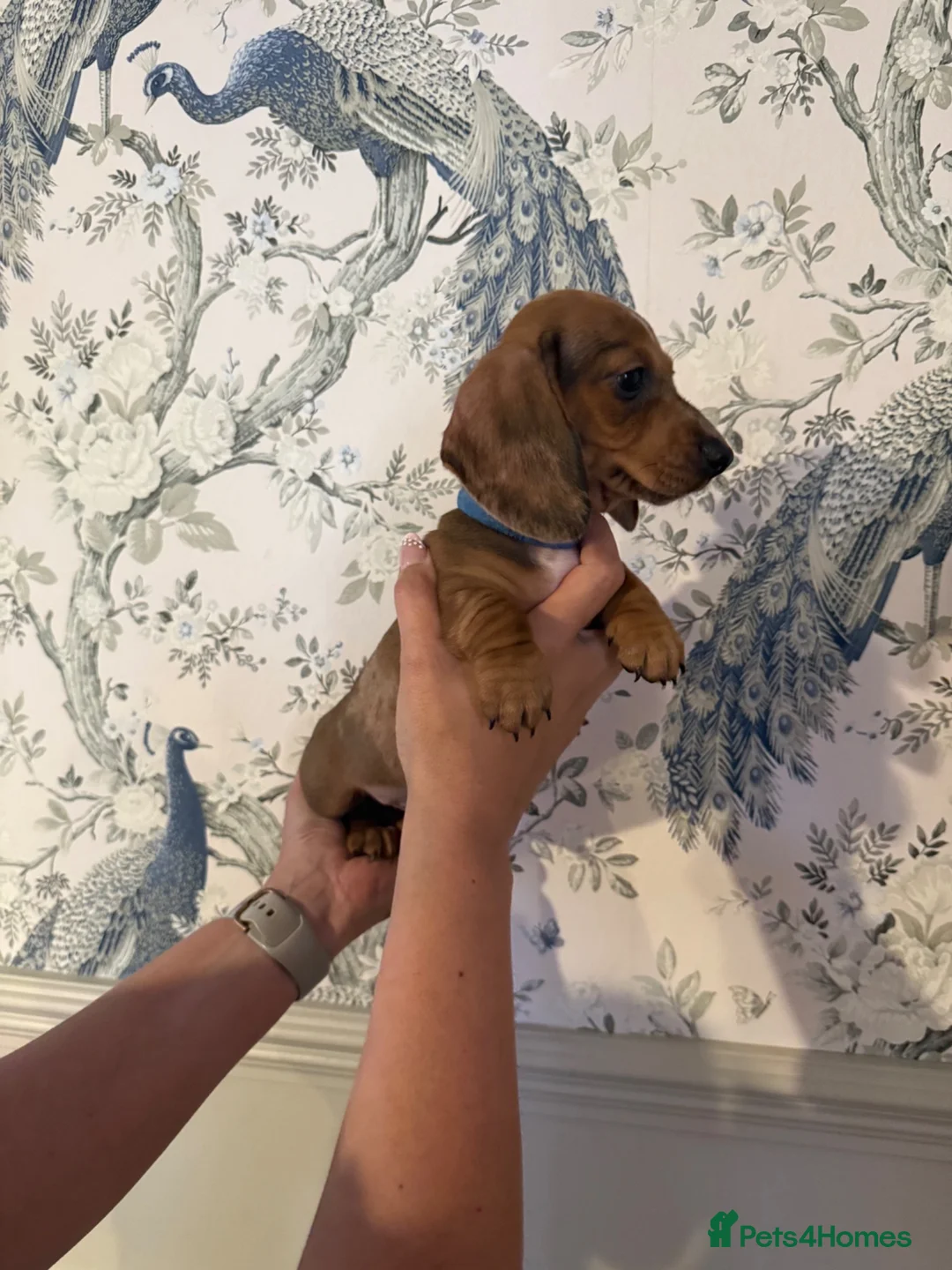 Miniature Dachshund dogs for sale: Last 3 pups!  - Advert 2