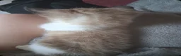 Mixed Breed cats for sale: Last Lovely female bengal  mix  - Advert 6