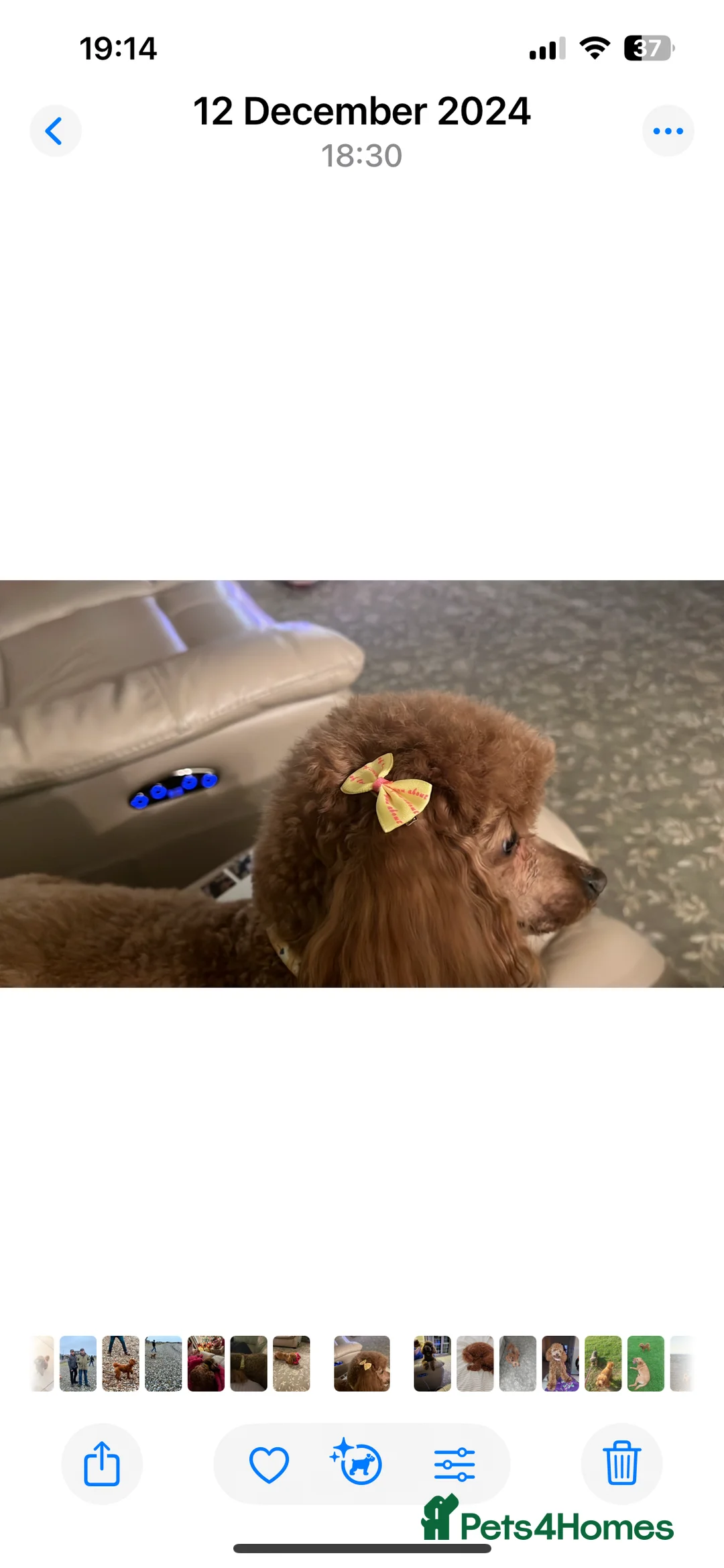 Toy Poodle dogs for sale: Red Toy Poodle  - Advert 18