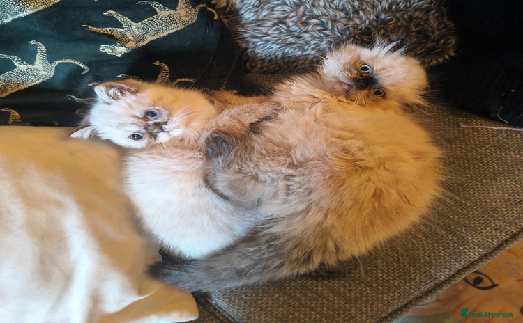 Persian cats - Advert 4