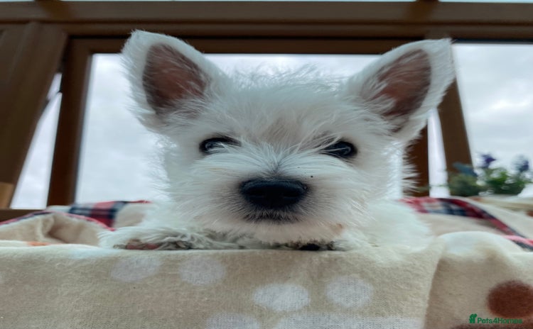West Highland Terrier dogs - Advert 1