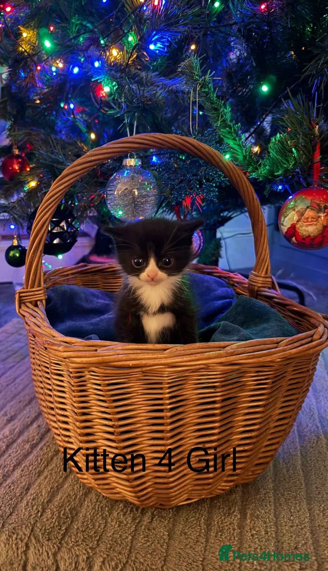 British Longhair cats for sale: 5 Beautiful Kittens  - Advert 13