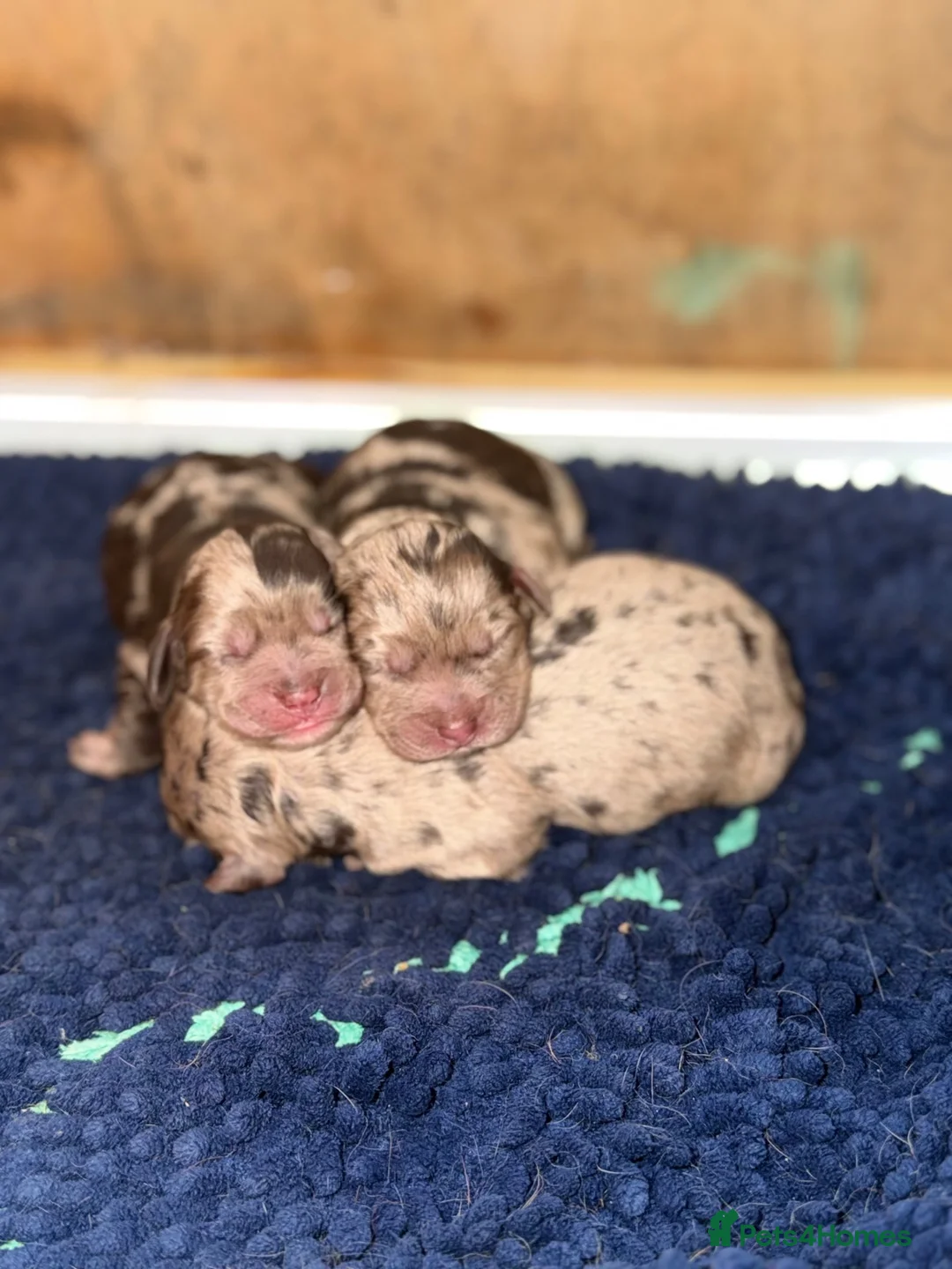 Cockapoo dogs for sale: Cockapoo pups - Advert 1
