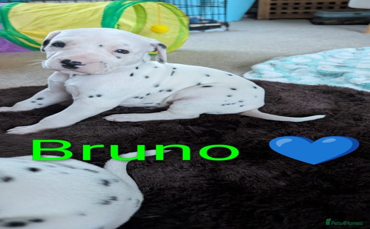 Dalmatian dogs KC registered Dalmatian puppies - Advert 1