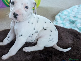 Dalmatian dogs KC registered Dalmatian puppies - Advert 5