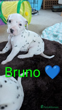 Dalmatian dogs KC registered Dalmatian puppies - Advert 1