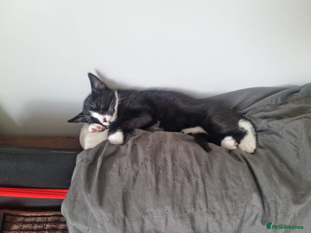 Mixed Breed cats for sale: Bengal x British Short Hair Kitten  - Image 4