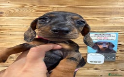 Miniature Dachshund dogs for sale: Beautiful bunch of girls /boy 🩷✨ Kc mini pups   - Image 19