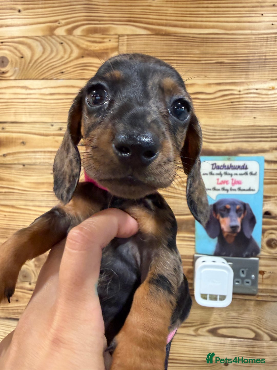 Miniature Dachshund dogs for sale: Beautiful bunch of girls /boy 🩷✨ Kc mini pups   - Image 19