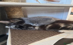 Maine Coon cats for sale: Gorgeous blue female Mainecoon  - Image 7