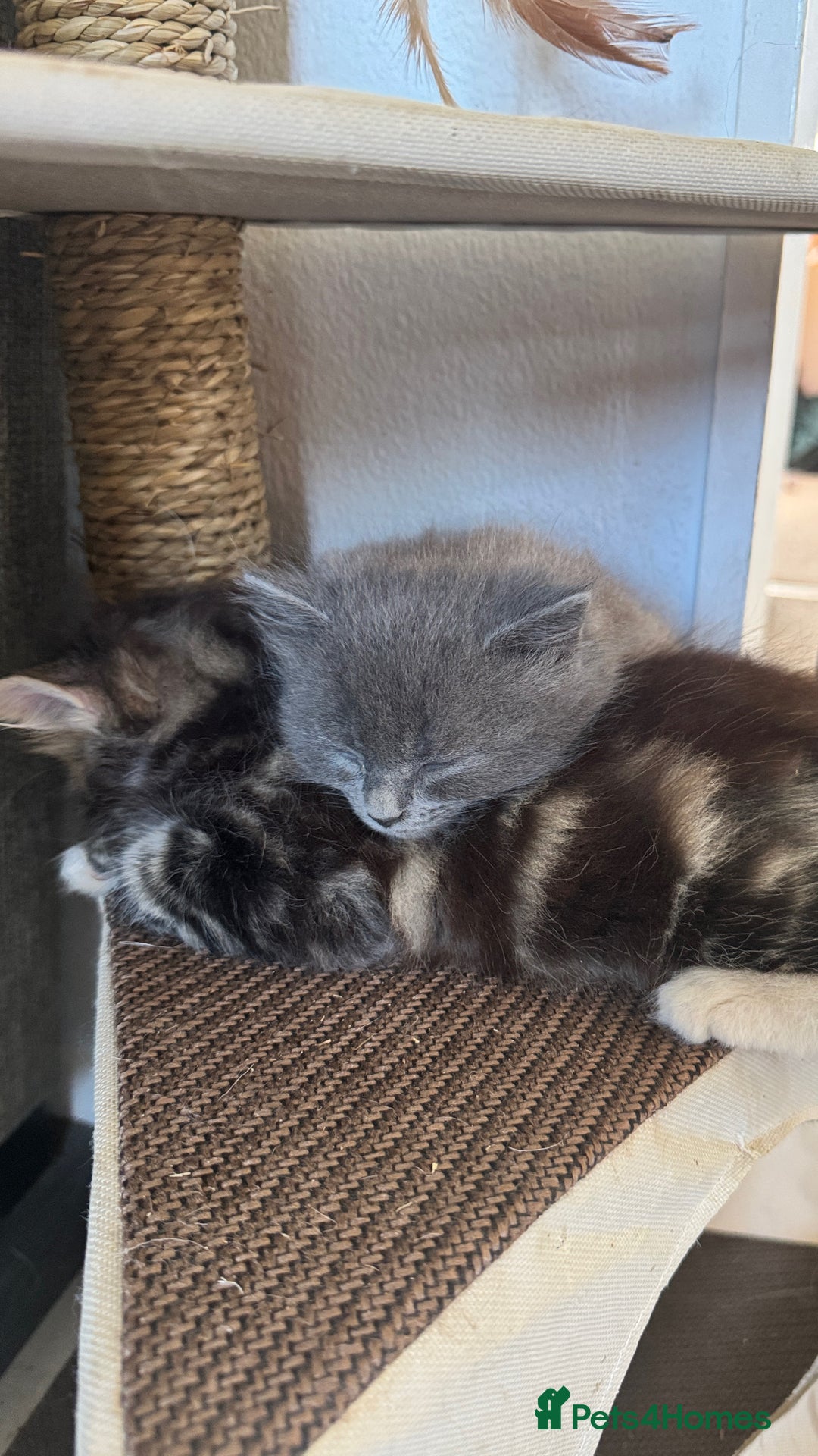 Maine Coon cats for sale: Gorgeous blue female Mainecoon  - Image 7