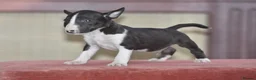 English Bull Terrier dogs for sale: Quality miniature english bull terrier pups - Advert 2