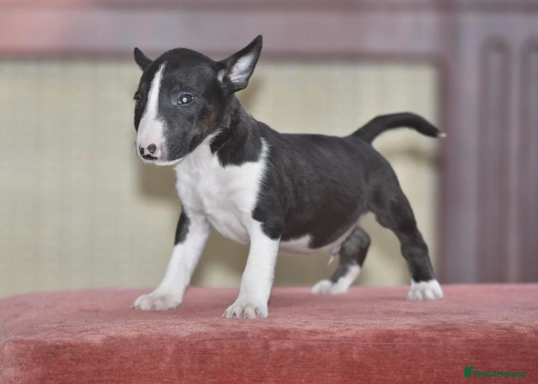 English Bull Terrier dogs for sale: Quality miniature english bull terrier pups - Advert 2