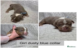 Old Tyme Bulldog dogs for sale: beautiful olde tyme bulldog puppies  - Advert 5