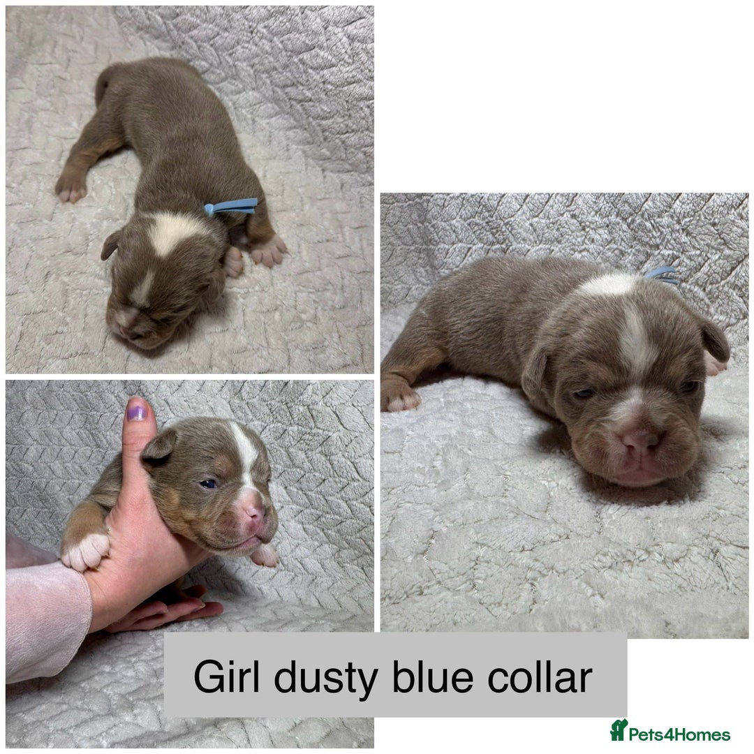 Old Tyme Bulldog dogs for sale: beautiful olde tyme bulldog puppies  - Advert 5