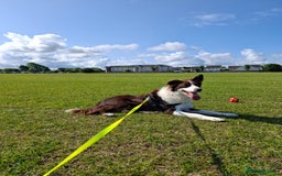 Border Collie dogs for sale: Beautiful 1 year old male border collie - Image 4