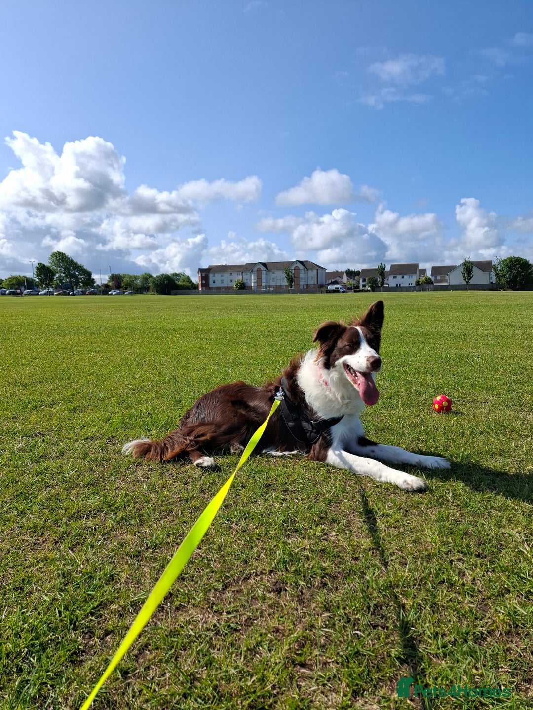 Border Collie dogs for sale: Beautiful 1 year old male border collie - Image 4