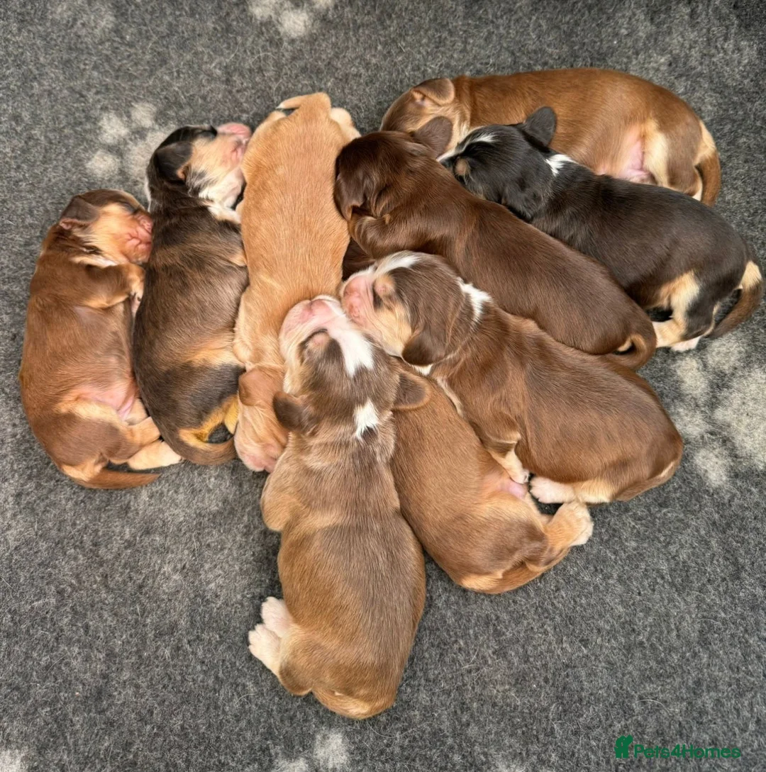 Cocker Spaniel dogs for sale: Gorgeous KC Reg Show Cocker Spaniel Puppies  - Advert 2