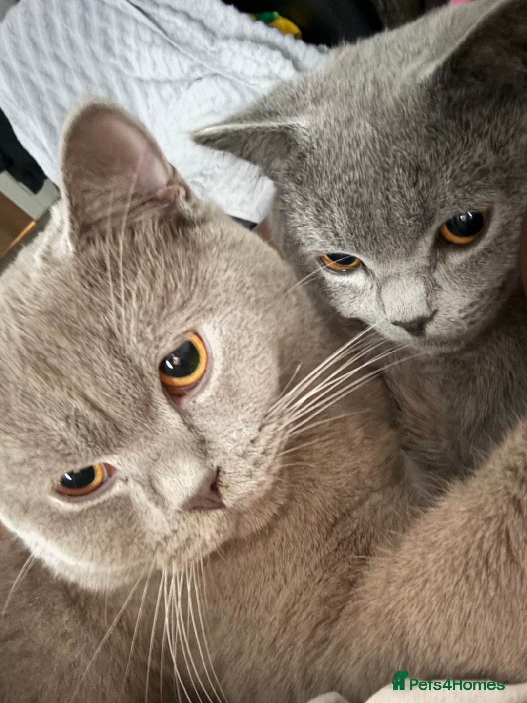 British Shorthair cats for sale: British shorthair kittens - Image 1