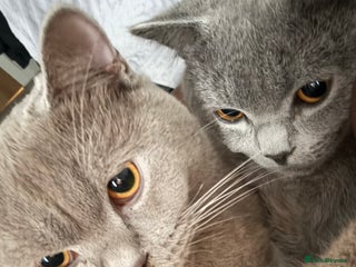British Shorthair cats for sale - Advert 1