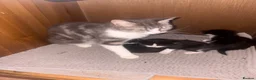 Mixed Breed cats for sale: Ragdoll cross tabby kittens ready in 3 weeks  - Advert 15