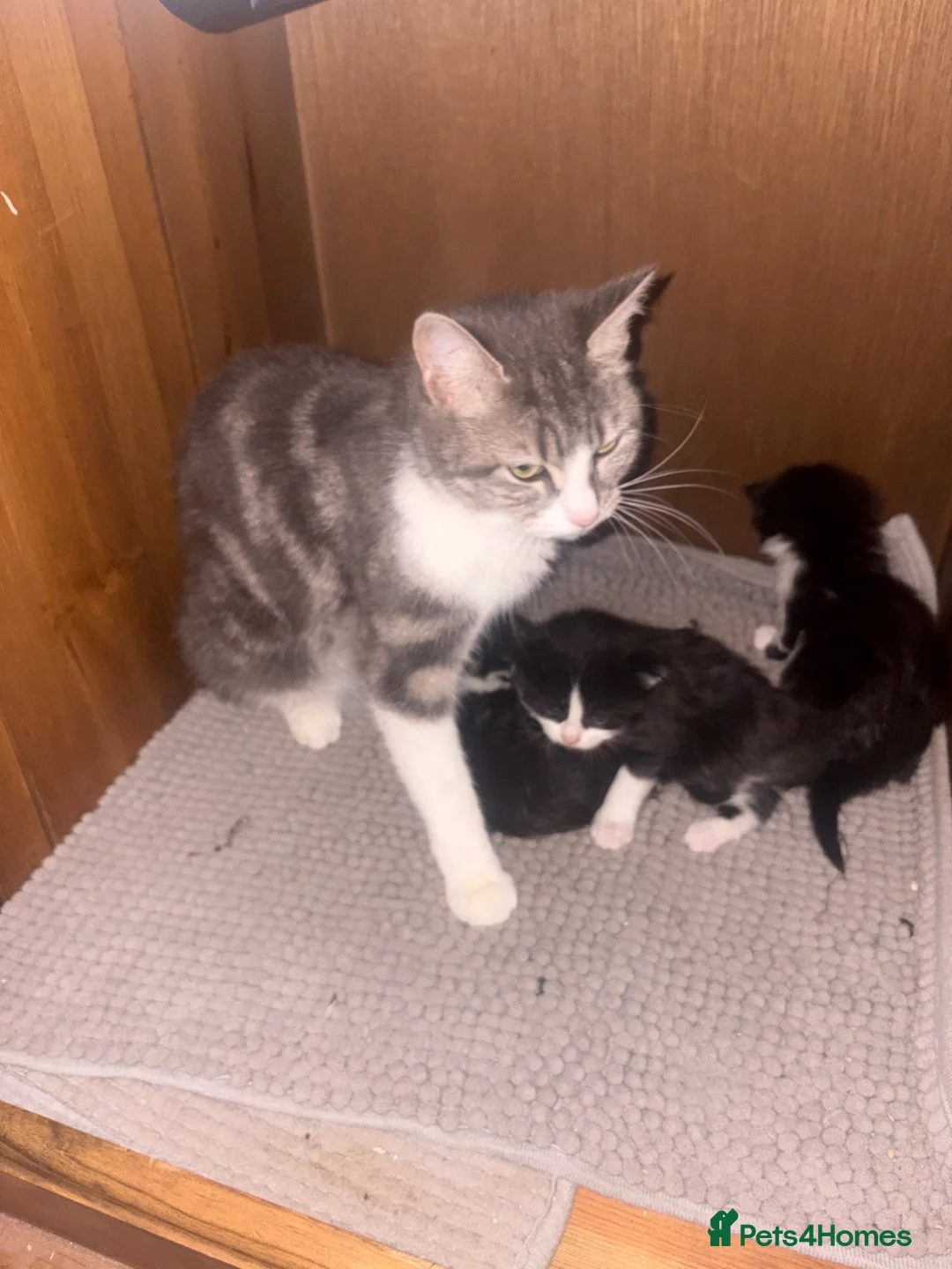Mixed Breed cats for sale: Ragdoll cross tabby kittens ready in 3 weeks  - Advert 15