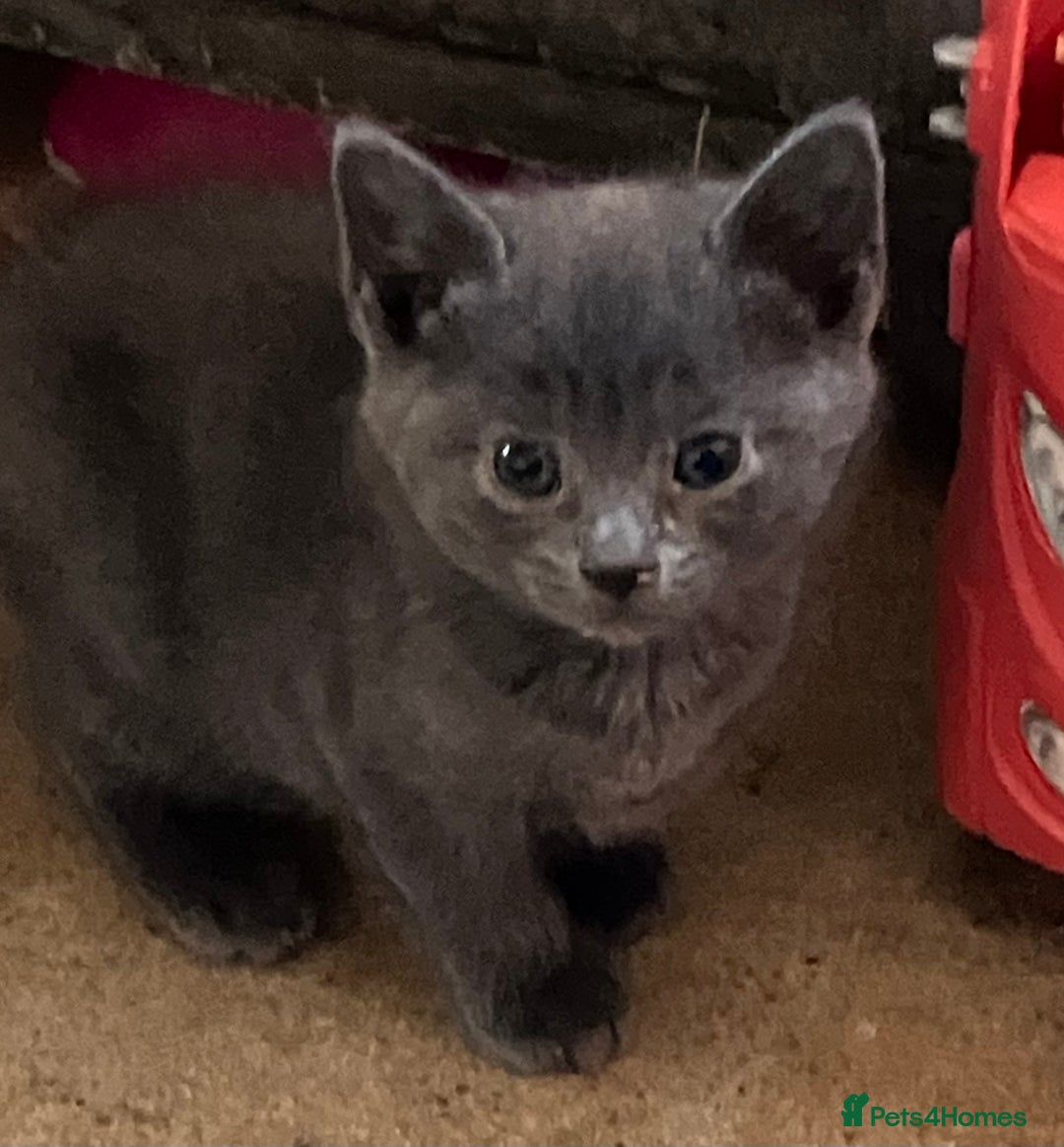 Domestic Shorthair cats for sale: Gorgeous blue short haired kittens  - Advert 9