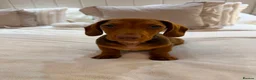 Dachshund dogs for sale: Red Chocolate Dacshund 6 month old puppy  - Advert 16